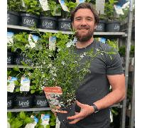 Eriostemon 'Flower Girl White' 2L