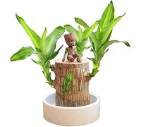 ERISAMO Artificial Bamboo Plant - Mini Brazil Lucky Wood - Magical Sprouting - 4.3x2.7 inches - Wood Stump Decor