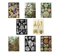 Ernst Haeckel Art Multipack Of 8 Greeting Cards Scientific Ocean Life Illustration Botanical Art 8 Assorted Cards Blank Inside Any Occasion Notecard A6 Size - 10x15 cm