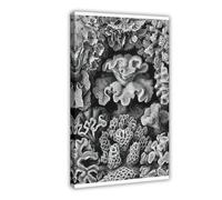 Ernst Haeckel Biology Print, Sea Life, Scientific Coral Illustration, Nautical Art, Biological Decor, Vintage Style Artwork Classroom Knowledge Poster Children's Room Wall Canvas Art Decor Canvas Post