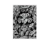 Ernst Haeckel Biology Print, Sea Life, Scientific Coral Illustration, Nautical Art, Biological Decor, Vintage Style Artwork Classroom Knowledge Poster Children's Room Wall Canvas Art Decor Canvas Post