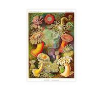 Ernst Haeckel Botanical Poster Canvas Poster Wall Art Decor Print Picture Paintings for Living Room Bedroom Decoration Unframe-style 20x30inch(50x75cm)