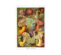 Ernst Haeckel Botanical Print Poster,Sea Creatures,Botanical Art,Sea Anemones Print, Canvas Poster Bedroom Decor Sports Landscape Office Room Decor Gift Unframe-style-15 12x18inch(30x45cm)