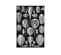Ernst Haeckel Horseshoe Crabs & Trilobites Fine Artwork Poster Art Canvas Decor Wall Print Photo Home Modern Decoratives 16x24inch(40x60cm)