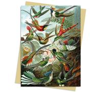 Ernst Haeckel: Hummingbirds Greeting Card Pack : Pack of 6