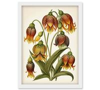 Ernst Haeckel Inspired Fritillaria Flower Plant Study Modern Watercolour Painting Illustration Artwork Framed Wall Art Print A4 Artery8 White One Size