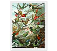Ernst Haeckel Nature Art Biology Birds Hummingbird Vintage A4 Artwork Framed Wall Art Print Artery8 White One Size