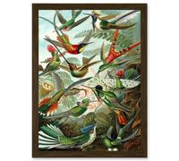 Ernst Haeckel Nature Art Biology Birds Hummingbird Vintage A4 Artwork Framed Wall Art Print Artery8 Brown One Size