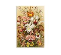 Ernst Haeckel Painter Works《Orchideae》Poster Art Canvas Painting Decor Wall Print Photo Gifts Home Modern Decoratives 12x18inch(30x45cm)