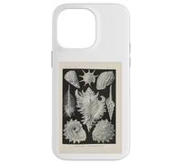 Ernst Haeckel shells illustration Case for iPhone 14 Pro Max