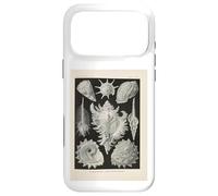 Ernst Haeckel shells illustration Case for iPhone 17 Pro Max