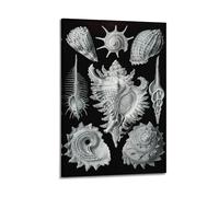 Ernst Haeckel Shells Wall Art Poster08x12inch | Canvas Prints Artwork Picture Image Painting Decoration Hanging Display Interior Decor Printed Art Home Accent Artistic Decor
