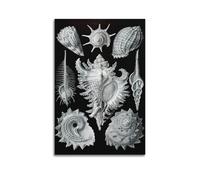 Ernst Haeckel Shells Wall Art Poster08x12inch | Canvas Prints Artwork Picture Image Painting Decoration Hanging Display Interior Decor Printed Art Home Accent Artistic Decor