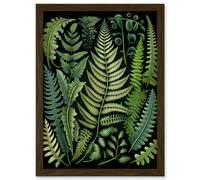 Ernst Haeckel Style Fern Fronds Leaf Illustration Artwork Framed Wall Art Print A4 Artery8 Brown One Size