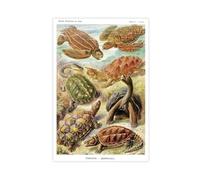 Ernst Haeckel Tortoise Illustrations Turtle Posters Turtle Art Prints Natural History Wall Decor Wall Art Reptile Canvas Poster Wall Art Decor Print Picture Paintings for Living Room Bedroom Decoratio