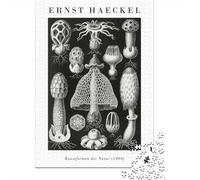 Ernst Haeckels Nature Forms 1000 Piece Jigsaw Puzzle, 38x26cm/1000pcs, for Adults, Relaxing Indoor Activity, Family Time And Puzzle Lovers