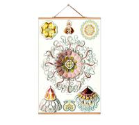 Ernst Heinrich Philipp August Haeckel Poster No 19 eicie SINGLE PIECES - 4052115043188