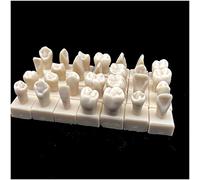 ERNZI 28 Pieces Teeth Model - Dental Teeth Teaching Model - 1.2 Times Carving Teeth - For Study Analyzes Demonstration Medical Teaching Model, Laboratory Requirement