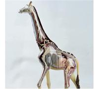 ERNZI Anatomical Model Giraffe Anatomy Animal Model 4D Vision Model Removable Giraffe