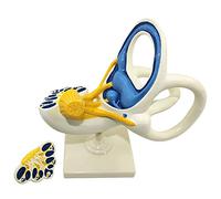 ERNZI Ear Model Maze Model, Semi-Circular Cochlear Canal, Anatomical Ear Internal Structure, Human Organ Anatomical Model For Teaching
