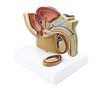 ERNZI Professional Human Reproductive System Of The Male Penis And Genital System Model With 1/2 Life-Size Anatomical Model