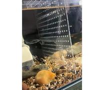 ERRULAN Large Fish Tank Divider 30/40/50/65/75/90/125/150 Gallon Betta, Acrylic Aquarium Tank Divider Clear, Adjustable Fish Breeding Case Dividers for Fighting Sick Fish(B Pattern,38x40cm/15x15.7in)