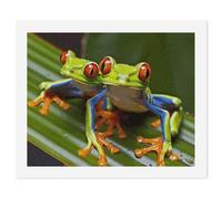 ERSTSNCK Red Eyed Tree Frog Paint by Numbers for Adults Beginner 40x50cm DIY Painting Kit with HD Canvas & Acrylic Paints, Complete Crafts Set for Home Decor, Gifts, Stress Relief