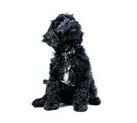ERUZO 5D Diamond Painting a Black Cockapoo Puppy Dog Looking up Crystal Rhinestones Embroidery Pictures DIY for Decor Wall Stickers40x50cm