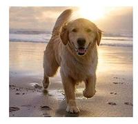 ERUZO 5D Diamond Painting Cross Stitch Golden Retriever Diamond Art Crafts for Home Wall Decoration40x50cm