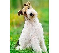 ERUZO 5D Diamond Painting Kits Large_Wire-haired Fox Terrier Diamond Painting_Art Crafts Canvas Diamond Embroidery for Home Decor50*60CMDR120 40x50CM