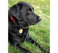 ERUZO Diamond Art Kits for Adults and Kids,Black Labrador Retriever Diamond Painting Kits,Crystal Diamond Crafts Art Crafts for Home Wall DecorationDR114 30x40CM