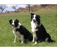 ERUZO Diamond Painting Kits for Adults, Kids Border Collie Dogs DIY 5D Diamond Painting Arts Craft for Home Wall Decor Birthday Gifts 30x40CM