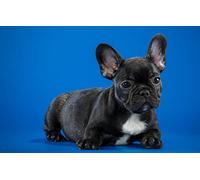 ERUZO DIY 5D Diamond Painting Embroidery Cross Stitch French Bulldog Puppy Art Home Decoration30X40CM