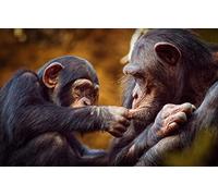 ERUZO DIY 5D Diamond Painting Embroidery Cross Stitch Monkey Baby Chimpanzee Art Home Decoration30X40CM