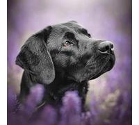 ERUZO DIY 5D Diamond Painting Kits Black Dogs Labrador Round Beads Diamond Art Cross Diamond Painting by Number Kits Dog Person Gift and Wall40x50cm