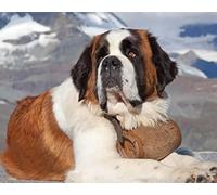 ERUZO DIY 5D Diamond Painting Saint Bernard Dog Painting by Number Kits Embroidery Drawing Rhinestone Art Craft 50x60CM