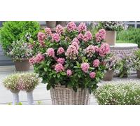 Escallonia Evergreen Shrub - 9cm Potted Plants: Three