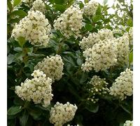 Escallonia Iveyii White Flowering Evergreen Shrub 50-60cm Large 3L Pot Direct Plants Multi One Size