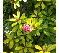 Escallonia Laevis 'Gold Ellen' Evergreen Hardy Hedging Garden Shrub | 9Cm Pot