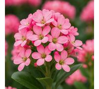 Escallonia Pink Elle Pink Flowering Evergreen Shrub