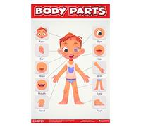 ESCAPER Body Part Chart for Kids Learning (29.2 x 44.5 cm), Human Body Parts for Kids, Laminated Charts for Kids Learning 2 Years Wall Hanging