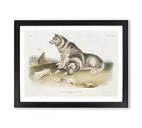 Eskimo Dog By John Woodhouse Audubon Vintage Framed Print | A2 Black Framed Wall Art | Ready to Hang | Classic Animal Picture | Living Room Bedroom Lounge Office