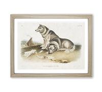 Eskimo Dog By John Woodhouse Audubon Vintage Framed Print | A3 Oak Framed Wall Art | Ready to Hang | Classic Animal Picture | Living Room Bedroom Lounge Office