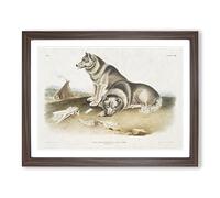 Eskimo Dog By John Woodhouse Audubon Vintage Framed Print | A3 Walnut Framed Wall Art | Ready to Hang | Classic Animal Picture | Living Room Bedroom Lounge Office