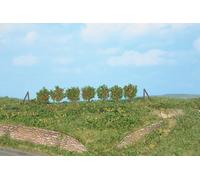 Espalier Trees 2.5cm (60)