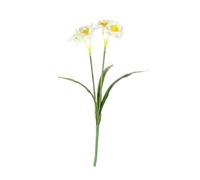Essential Narcissus Plant With Leaves 4 Pack - White