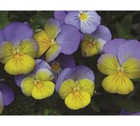 Essential Two-Part Anthems, Vol. 3: Mixed Choir: Vocal Score