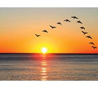 Essentials of Bird Migration