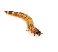 Essex Reptile Morio Worms - 40-50mm - 50g Postal Tub - Feeder Insects