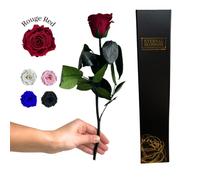 Eternal Blossom Preserved Real Long Stem Infinity Rose | Eternal Rose That Lasts Over A Year With Beautiful Gift Box (Rouge Red)